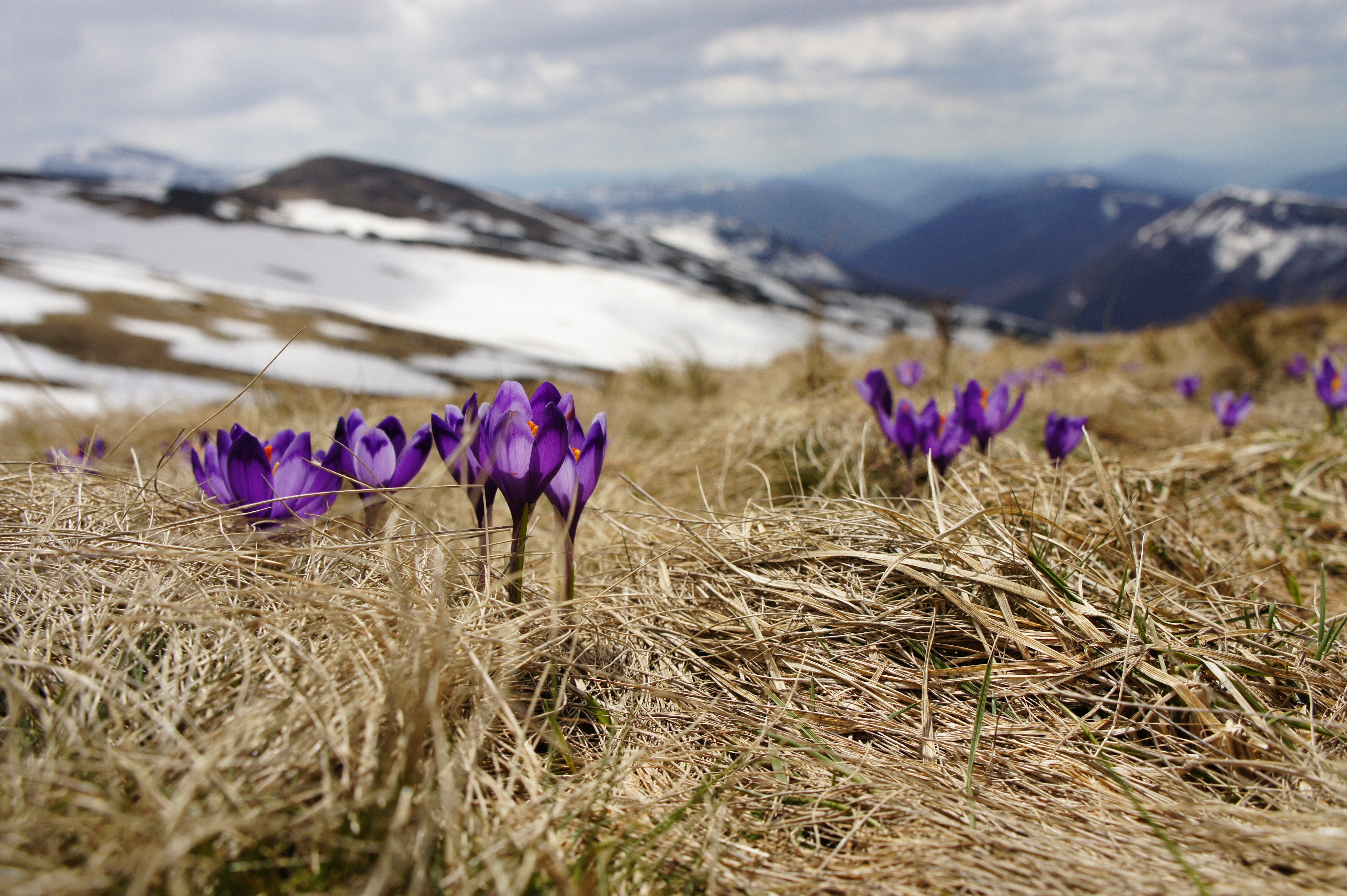 field of purple flowers with snowy mountain tops in background