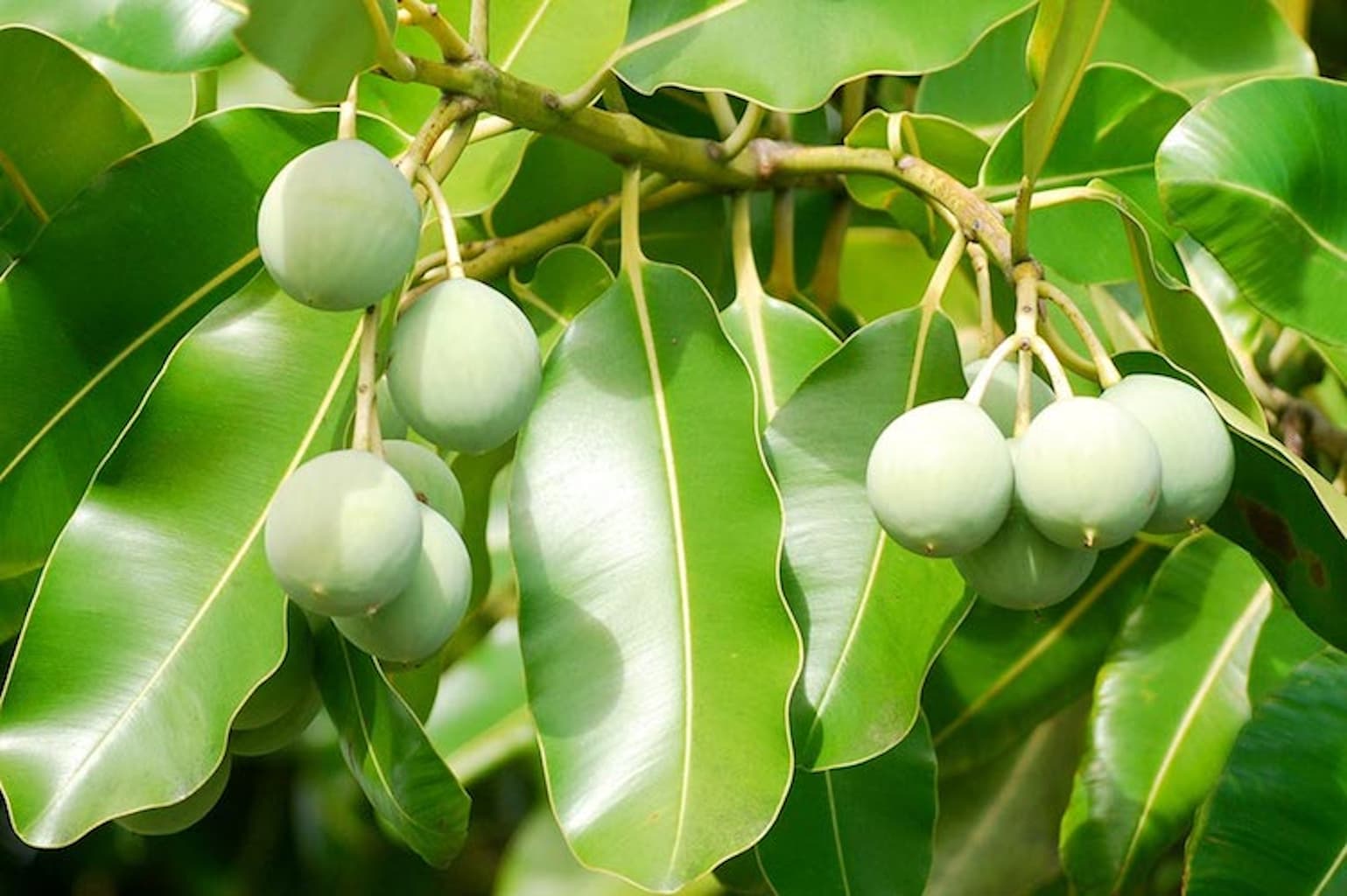 Fresh green tamanu fruit and foliage of the tamanu tree